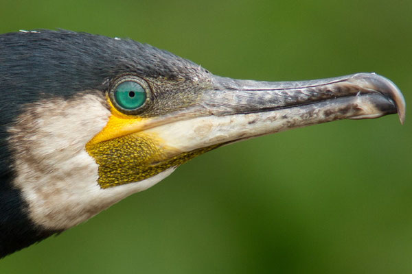 Grand Cormoran, Phalacrocorax carbo. (Parc naturel régional de la forêt d'Orient)