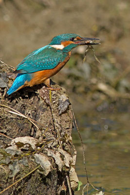 Martin pêcheur, Alcedo atthis. Affût flottant  (Parc naturel régional de la forêt d'Orient)