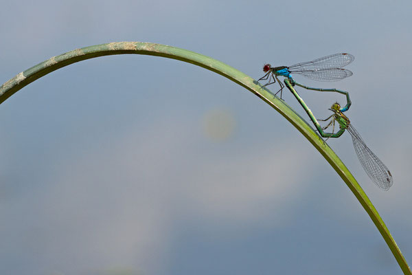 Erythromma viridulum  (Lac du temple).