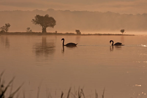 Cygnes tuberculés, Cygnus olor. Affût flottant. (Parc naturel régional de la forêt d'Orient)