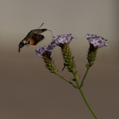 Moro-sphinx, Macroglossum stellatarum.(Les Riceys)