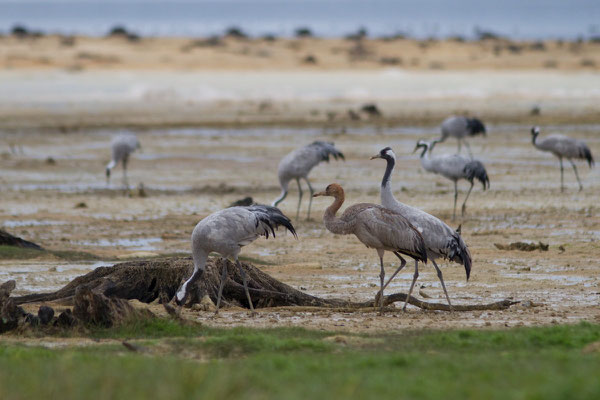 Grues cendrées. Grus grus. (Lac d'Orient).