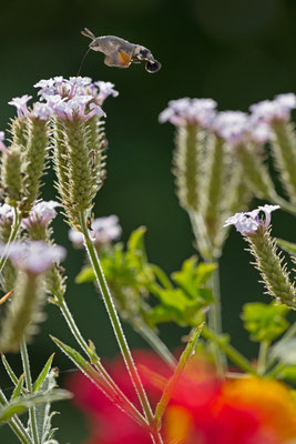 Moro-sphinx, Macroglossum stellatarum.(Les Riceys)