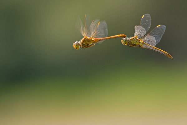 Vol en tandem Sympetrum meridionale. (Lac du temple).