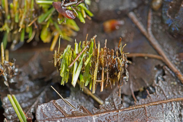 Trichoptères, Trichoptera. (Nogent-l'Abbesse).