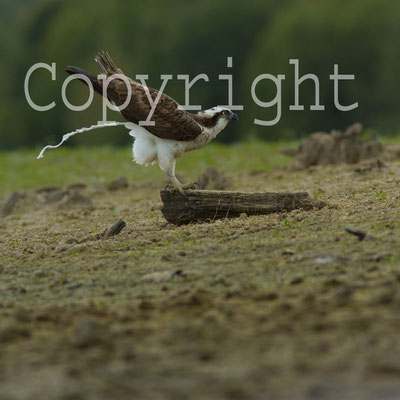 Balbuzard, Pandion haliaetus. (lac du temple).