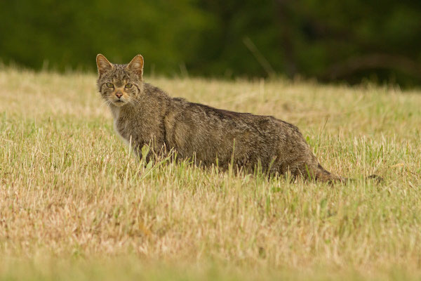 Chat sauvage, Felis silvestris. (Ardennes)