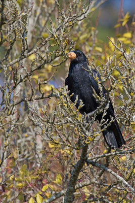 Corneille noire, Corvus corone. (Romain).