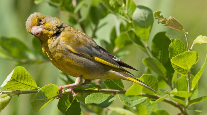 Verdiers d'Europe, Chloris chloris.  (Parc naturel régional de la forêt d'Orient)