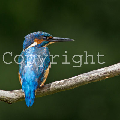 Martin-pêcheur d'Europe, Alcedo atthis. (Lac de la forêt d'Orient).