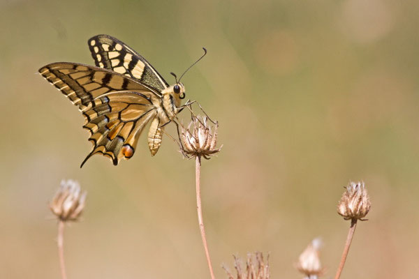 Machaon, Papilio machaon. (Saint-Mandrier)