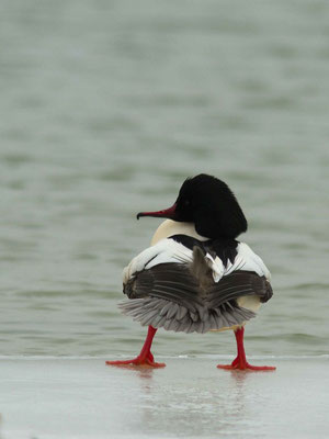 Harle bièvre, Mergus merganser (Lac d'orient)