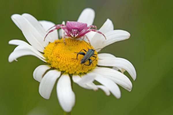 Thomise enflée, Thomisus onustus. (Mailly-le-Camp) 