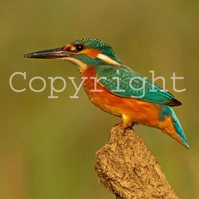 Martin-pêcheur d'Europe, Alcedo atthis. (Lac du temple).