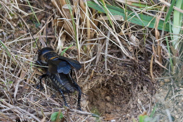 Grillon champêtre, Gryllus campestris.