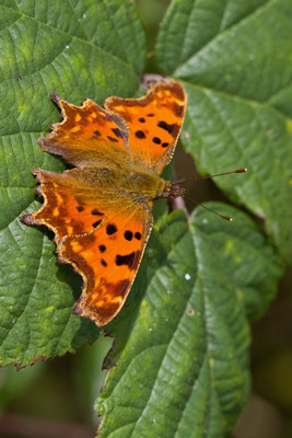 Robert-le-Diable, Polygonia c-album. (Marais de Saint-Gond)