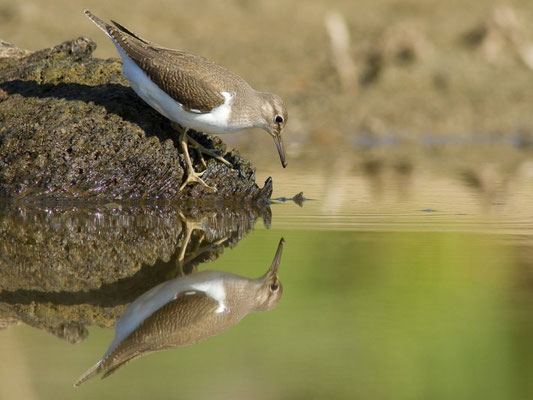 Chevalier guignette, Actitis hypoleucos. (Lac du temple, étang de Frouasse).