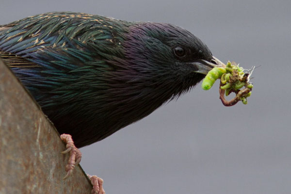 Etourneaux sansonnets, Sturnus vulgaris. (Dierrey-saint-Julien)