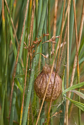 Oothèque Argiope fasciée, argiope bruennichi