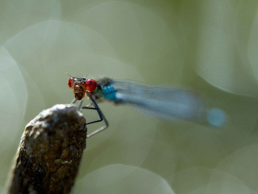 Naïade aux yeux rouges, Erythromma najas. (Parc naturel régional de la Forêt d'Orient)