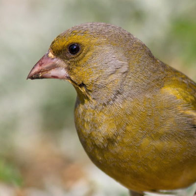 Verdiers d'Europe, Chloris chloris.  (Parc naturel régional de la forêt d'Orient)