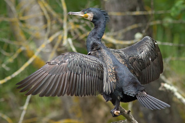 Grand Cormoran, Phalacrocorax carbo. (Parc naturel régional de la forêt d'Orient)