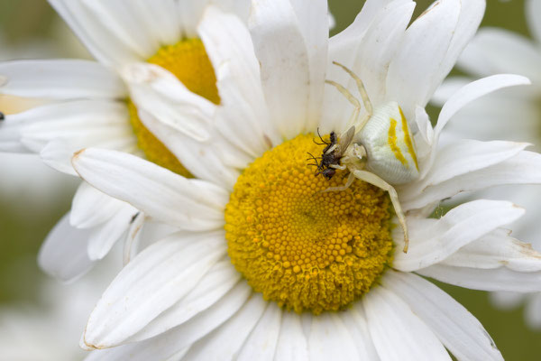 Thomise enflée, Thomisus onustus. (Mailly-le-Camp) 