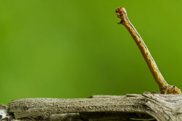 Chenille géomètre se sentant menacée, à déterminer.  (Parc naturel régional de la Forêt d'Orient)