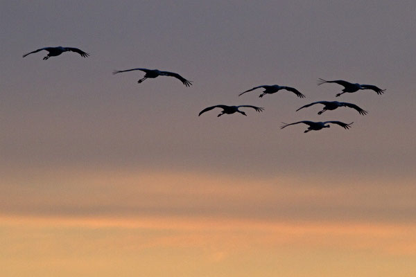 Grues cendrées. Grus grus. (Lac d'Orient).