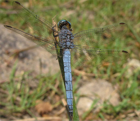 Orthétrum bleuissant, Orthetrum coerulescens. (Corse)