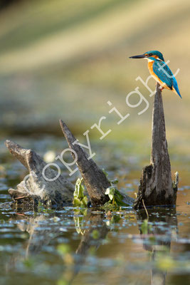 Martin-pêcheur d'Europe, Alcedo atthis. (Lac de la forêt d'Orient).