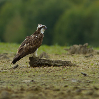 Balbuzard, Pandion haliaetus. (lac du temple).