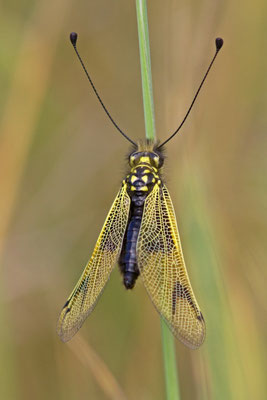 Ascalaphe ambré, libelloides longicornis. (Cunfin)