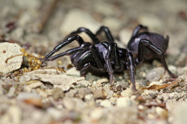 Atypus affinis. (Brenne)