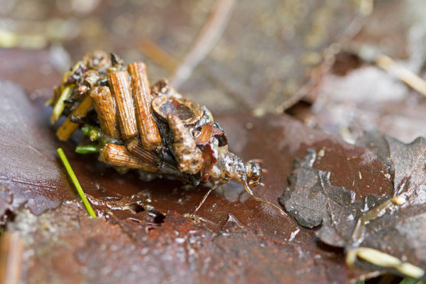 Trichoptères, Trichoptera. (Nogent-l'Abbesse).