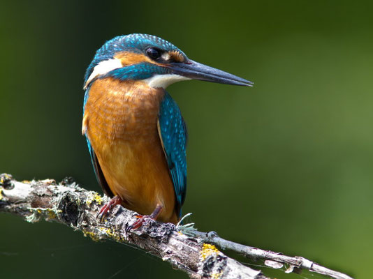 Martin pêcheur, Alcedo atthis. Affût flottant  (Parc naturel régional de la forêt d'Orient)