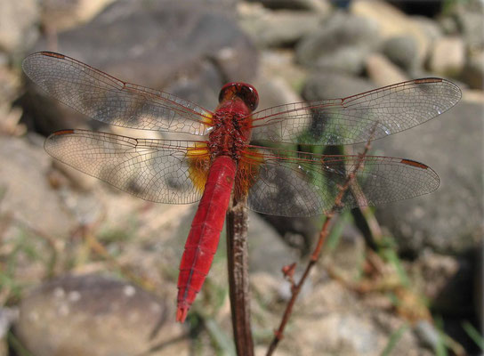 Crocothémis écarlate, Crocothemis erythraea. (Parc naturel régional de la Forêt d'Orient)