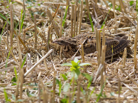 Caille des blés, Coturnix coturnix. (Chennegy)