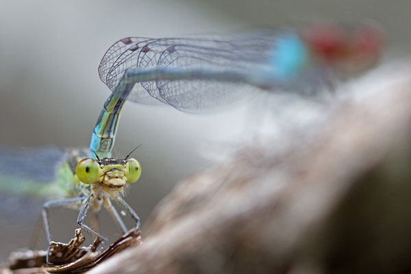 Accouplement naïade aux yeux rouges, Erythromma najas. (Parc naturel régional de la Forêt d'Orient)