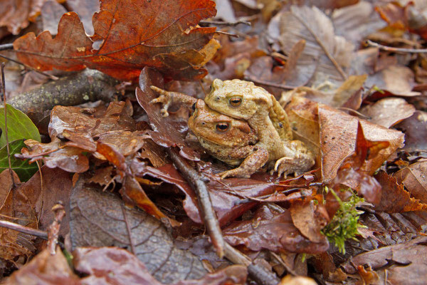 Amplexus Crapaud commun, Bufo bufo. (PNRFO)