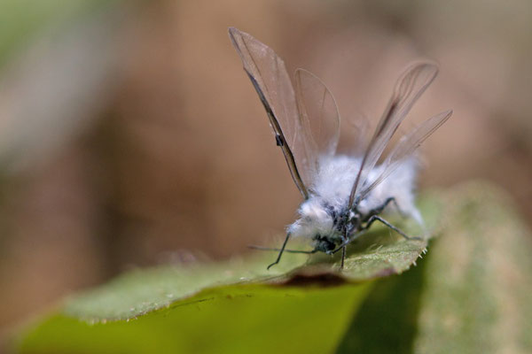 Puceron lanigère, Eriosoma lanigerum. (Cunfin)