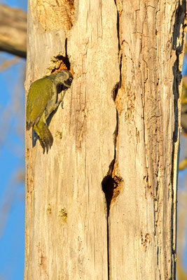 Pic vert, Picus viridis. (Villevenard)