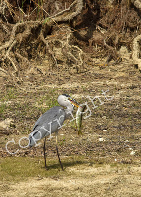 Héron cendré, Ardea cinerea. (Lac de la forêt d'Orient)