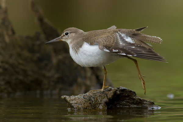 Chevalier guignette, Actitis hypoleucos. (Lac du temple, étang de Frouasse).