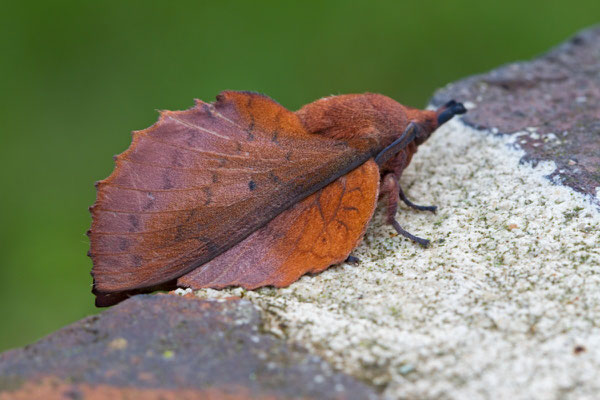 La Feuille morte du chêne, Gastropacha quercifolia.