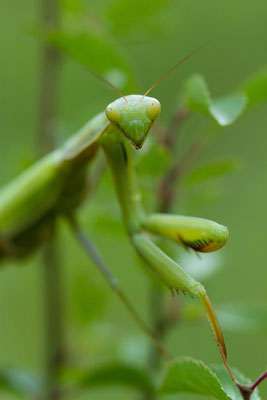 Mante religieuse, Mantis religiosa. (Verpillières-sur-Ource)