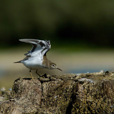 Chevalier guignette, Actitis hypoleucos.  (lac d'Orient, anse de Jolivet)