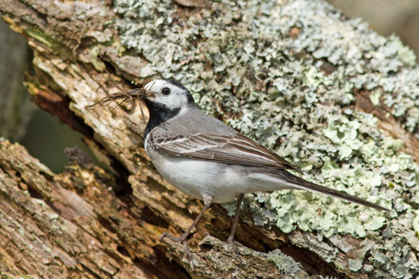 Bergeronnette grise, Motacilla alba.  (Parc naturel régional de la forêt d'Orient)