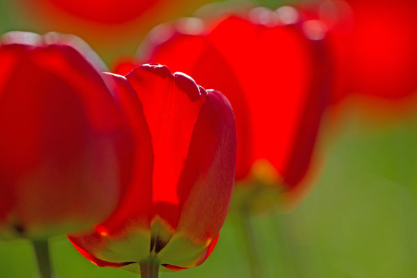 Tulipes. (Laines-aux-Bois)
