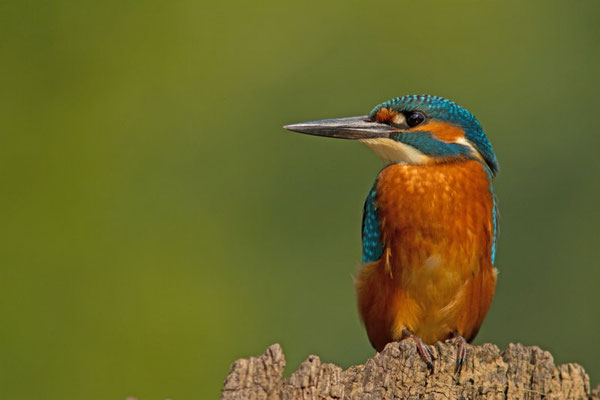 Martin pêcheur, Alcedo atthis. Affût flottant  (Parc naturel régional de la forêt d'Orient)